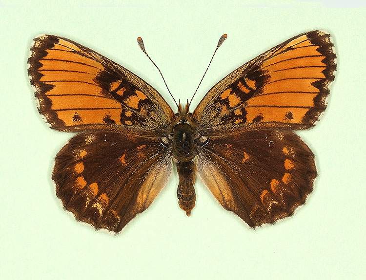 Melitaea cinxia female (aberrant form horvathi) (Internet Image property of respective owner, non-commercial use only)